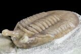 Stalk-Eyed Asaphus Kowalewskii Trilobite With Cystoid #89072-2